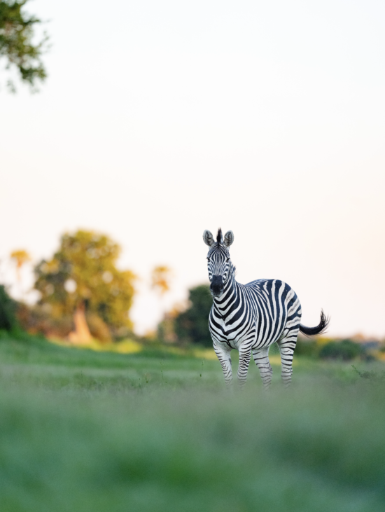 Zebra | Luxury Safaris In Africa | Ameliya Safaris